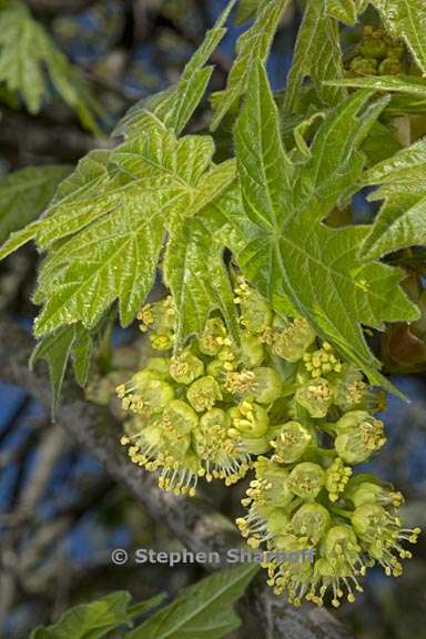 acer macrophyllum 6 graphic